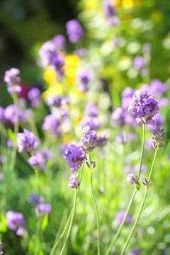 Summer lavender meadow Stock Photos