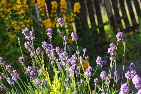 Summer lavender meadow Stock Photos
