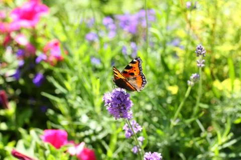 Summer lavender meadow Stock Photos