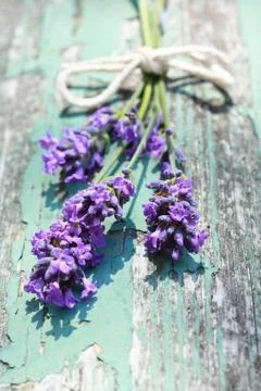 Summer lavender meadow Stock Photos