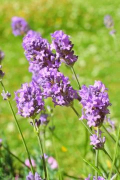 Summer lavender meadow Stock Photos