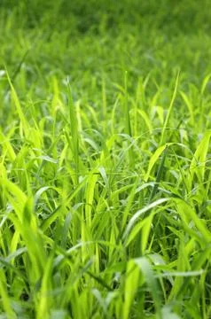 Summer lawn Foto stock