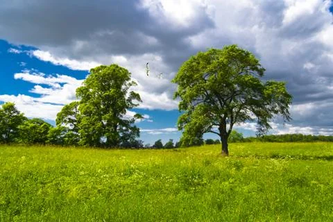 The summer lawn Stock Photos