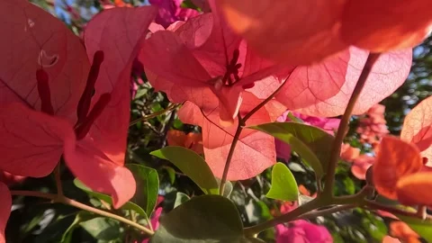 Summer Leaf Flowers On A Beautiful Day Windy Background 스톡 동영상 339972276