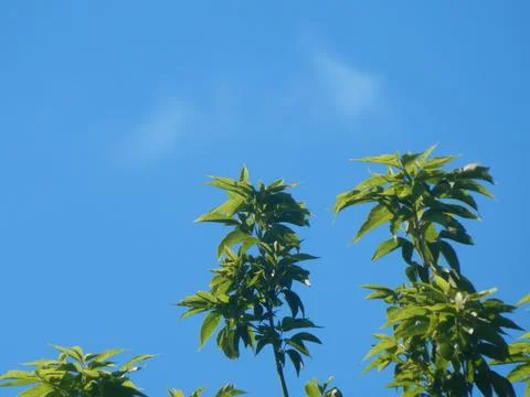 Summer Leaf Stock Photos