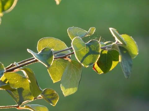 Summer Leaf Stock Photos