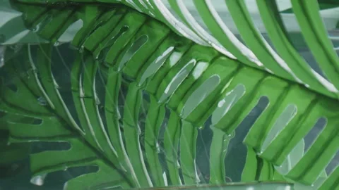 Summer leaf reflection background Video stock 274859993