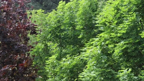 Summer leafy trees blowing in storm Stock Footage 133911384