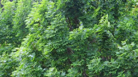 Summer leafy trees blowing in storm Stock Footage 133911461