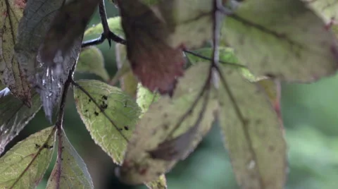 Summer leaves after rain Stock Footage 65487803