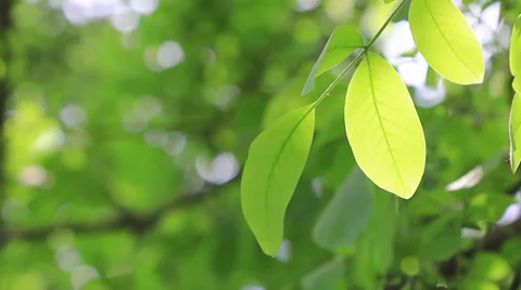 Summer leaves Stock Footage 29645969