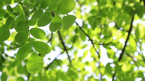 Summer leaves Stock Footage 29646123