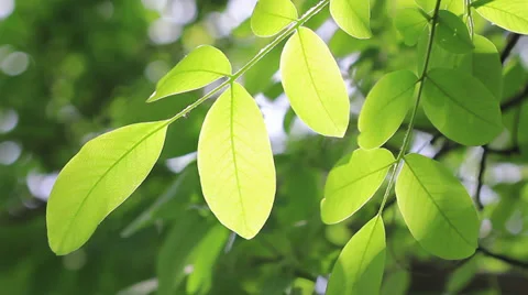 Summer leaves Stock Footage 29647980