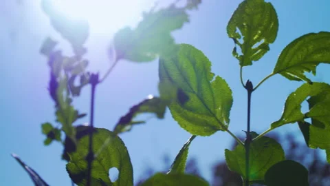 Summer Leaves 库存影片 148249745