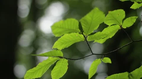 Summer Leaves in Forest Stock Footage 12098267