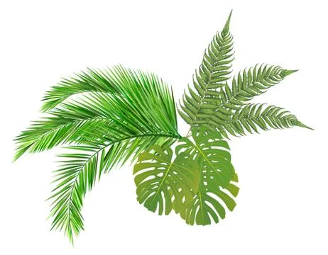 Summer leaves Stock Illustration