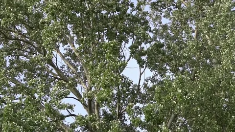 Summer leaves longshot,summer forest Stock Footage 75964171