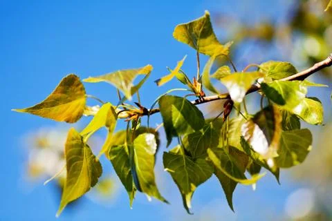 Summer leaves Stock Photos