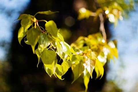 Summer leaves Stock Photos