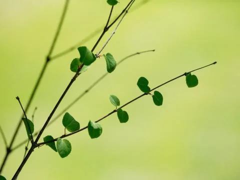 Summer Leaves Stock Photos