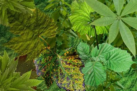 Summer Leaves Stock Photos