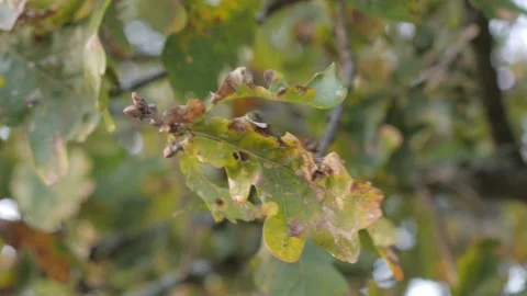 Summer leaves in the wind Stock Footage 148392625