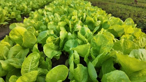 Summer lettuce field for farm concepts Stock Footage 277487553