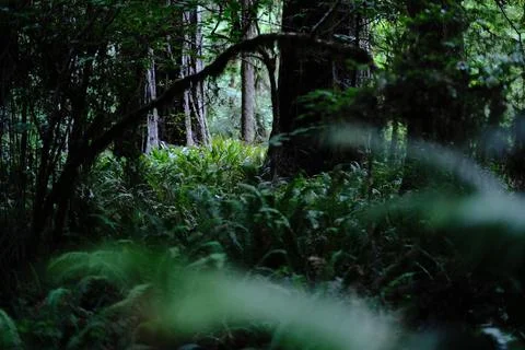 Summer light in the woods Stock Photos