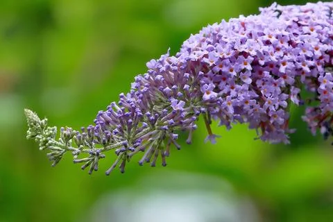 Summer lilac (Buddleja davidii) in front of a blurred background, Stock Photos