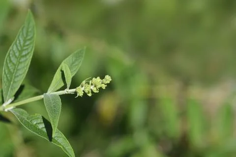 Summer lilac Stock Photos