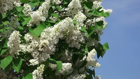 Summer lilac slowmo 02 Stock Footage 91701649