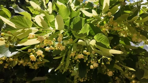 Summer Linden Tree Blossoms Stock Footage 293044553