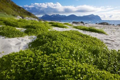Summer on lofoten Stock Photos