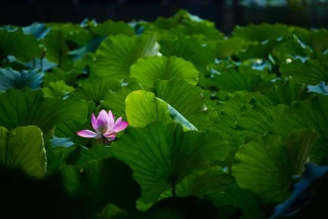 Summer lotus Stock Photos