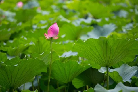 Summer lotus Stock Photos