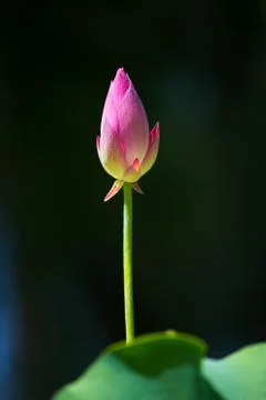 Summer lotus Stock Photos