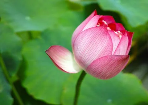 Summer lotus Stock Photos