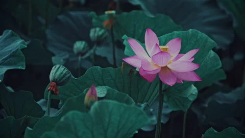 Summer Lotus Pond Classical Natural leaf flowers Poetic Wind rain dew petal Stock Footage 233582877