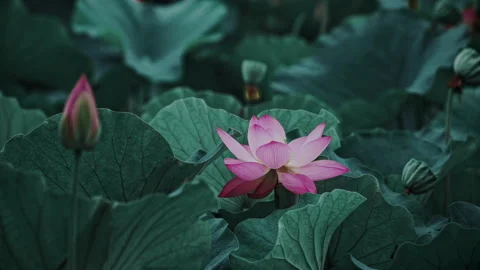 Summer Lotus Pond Classical Natural leaf flowers Poetic Wind rain dew petal Stock Footage 233582889