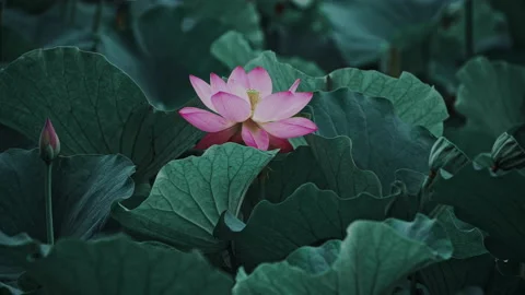 Summer Lotus Pond Classical Natural leaf flowers Poetic Wind rain dew petal Stock Footage 233583183