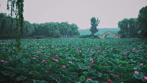 Summer Lotus Pond Classical Natural leaf flowers Poetic Wind rain dew petal Stock Footage 233583553