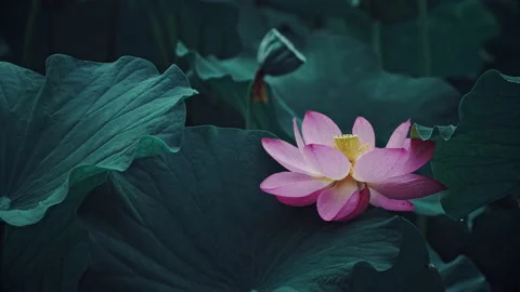 Summer Lotus Pond Classical Natural leaf flowers Poetic Wind rain dew petal Stock Footage 233583872