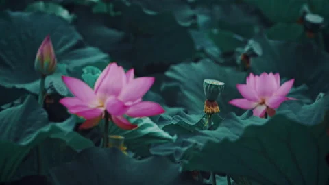 Summer Lotus Pond Classical Natural leaf flowers Poetic Wind rain dew petal Stock Footage 233584510