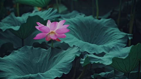 Summer Lotus Pond Classical Natural leaf flowers Poetic Wind rain dew petal Stock Footage 233585216