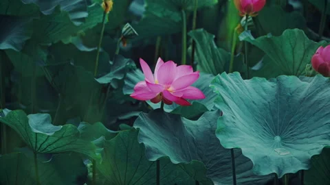 Summer Lotus Pond Classical Natural leaf flowers Poetic Wind rain dew petal Stock Footage 233585217