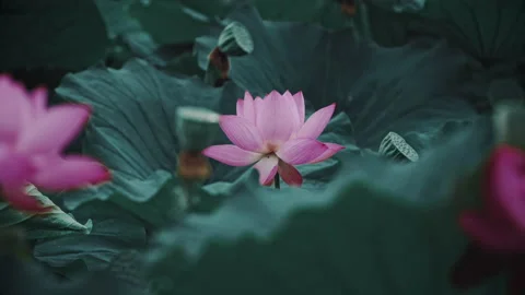 Summer Lotus Pond Classical Natural leaf flowers Poetic Wind rain dew petal Stock Footage 233586308