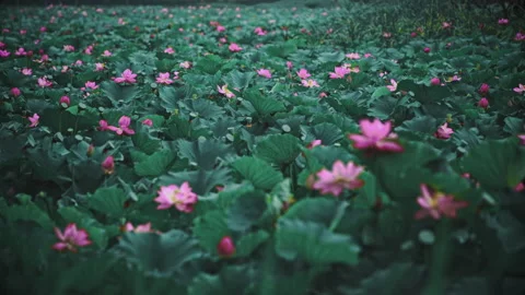 Summer Lotus Pond Classical Natural leaf flowers Poetic Wind rain dew petal Stock Footage 233586629