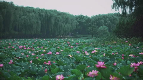 Summer Lotus Pond Classical Natural leaf flowers Poetic Wind rain dew petal Stock Footage 233587730
