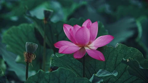 Summer Lotus Pond Classical Natural leaf flowers Poetic Wind rain dew petal Stock Footage 233587865