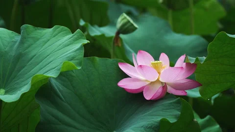 Summer Lotus Pond Classical Natural leaf flowers Poetic Wind rain dew petal Stock Footage 233595553